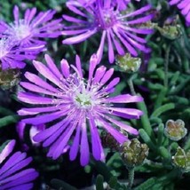 50 Purple Ice Plant Delosperma Cooperii   Flower Seeds Fresh Seeds USA - £18.48 GBP