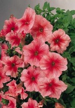 50 Bi Color Pink Petunia Seeds Flower Perennial Flowers Annual Seed - £10.22 GBP