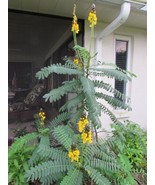 THJAR 25 Popcorn Cassia Seeds (Senna Didymobotrya) - Leaves Popcorn Smell, Butte - $20.97