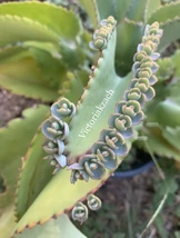 10+ Mother of millions Thousands Kalanchoe Succulent Mexican Hat Plant C... - $570.01 MXN