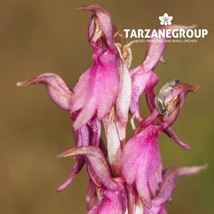 ANACAMPTIS SANCTA EUROPEAN TERRESTRIAL ORCHID TUBER - $27.00