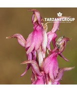 ANACAMPTIS SANCTA EUROPEAN TERRESTRIAL ORCHID TUBER - €23,19 EUR ANACAMPTIS SANCTA EUROPEAN TERRESTRIAL ORCHID TUBER - €23,19 EUR