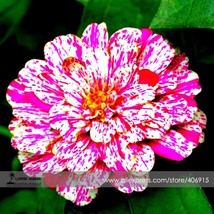 SL Zinnia Angustifolia Rose Red White Youth-And-Old-Age Double Blooms Flower See - £1.09 GBP