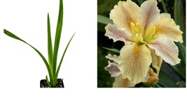 Live Plant Louisiana Iris &#39;Wow Factor&quot; Native American Wildflower - Iris  - £33.80 GBP