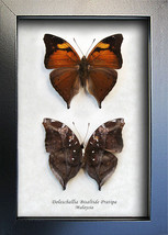 Autumn Leaf Doleschallia Bisaltide Real Butterflies Set Framed In Shadowbox  - £55.02 GBP