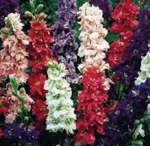 RAFHSTORE 40 Giant Larkspur Imperial Mix Flower Seeds Early Blooming Perennial U - £6.92 GBP