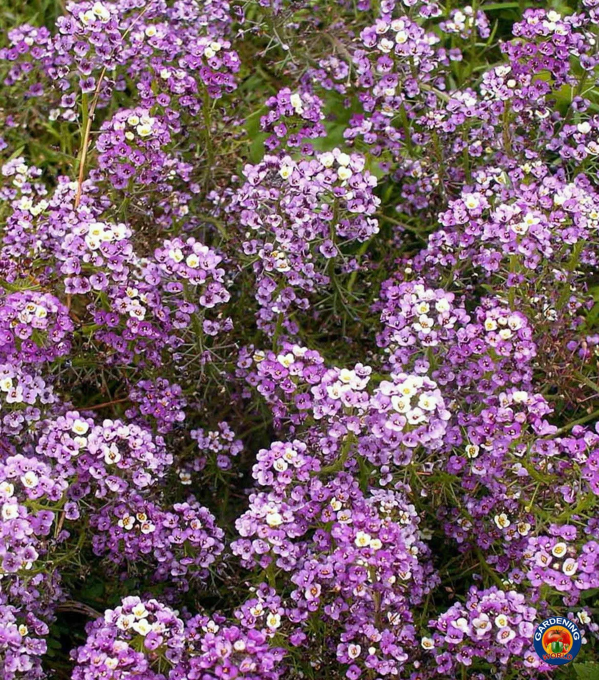 1Oz Sweet Alyssum Flower Seeds Royal Carpet Dwarf Purple 69000 Seeds Fresh Seeds - $25.28