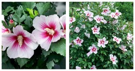 Hibiscus &#39;paraplu Pink INK&#39;- Starter Plant - Approx 12-16 Inch - £39.08 GBP