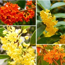 New 25 Mixed Osmanthus Flower Seeds Fragrans Yellow Orange Bonsai Sweet Olive Fr - $15.98