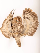 Stuffed European OWL Taxidermy Owl Strix aluco Bird Scarecrow wall mount... - £274.09 GBP