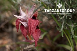 SERAPIAS OLBIA EUROPEAN TERRESTRIAL ORCHID TUBER - $27.00