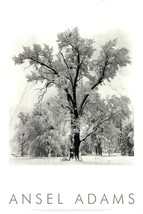 ANSEL ADAMS Oak Tree, Snowstorm, Yosemite National Park, California (1948), 1997 - £59.21 GBP