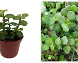 Spekboom Miracle Plant - Mini Jade - Portulacaria afra - 2.5&quot; Pot NEW - $31.93