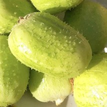 Crystal Apple Cucumber Seeds Organic US Fast Shipping - $37.22 MXN