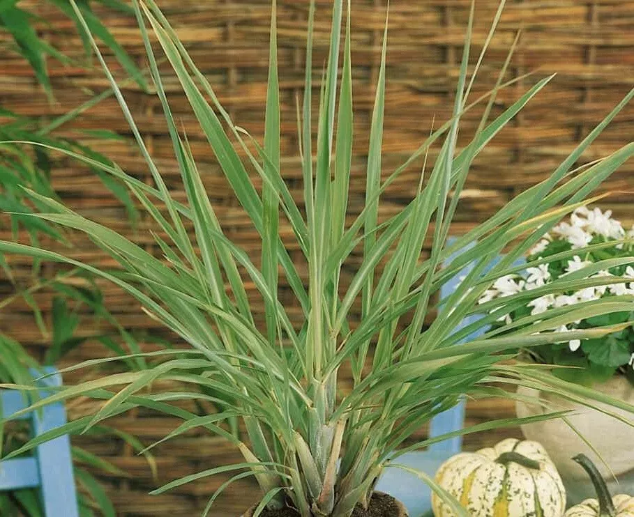LWS Lemon Grass Cymbopogon Citratus Garden Planting 50 Seeds Fast Shipping - $168.93 MXN