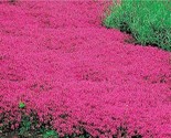 1000 Pink Chintz Creeping Thyme Groundcover Low Growing Will Germinate! 6 - $7.49