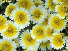 PowerOn 50+ Tidy Tips Flower Seeds Reseeding Long Lasting Annual - £5.91 GBP