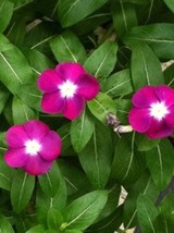 100 Pink Dwarf Rose Periwinkle / Vinca Rosea Flower Seeds - £5.09 GBP