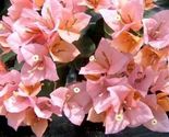 Bougainvillea rooted HUGH EVANS Starter Plant - £21.84 GBP