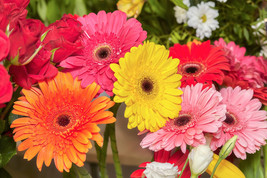 20 Gerber Daisy Mixed Colors Gerbera Jamesonii Barberton African Flower Seeds Fr - $14.50