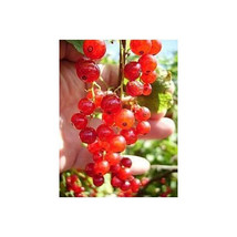 15 Red Currant Seeds-1223 - £3.18 GBP