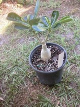 Adenium Obesum Grafted Plant Double Dark Purple - £27.63 GBP