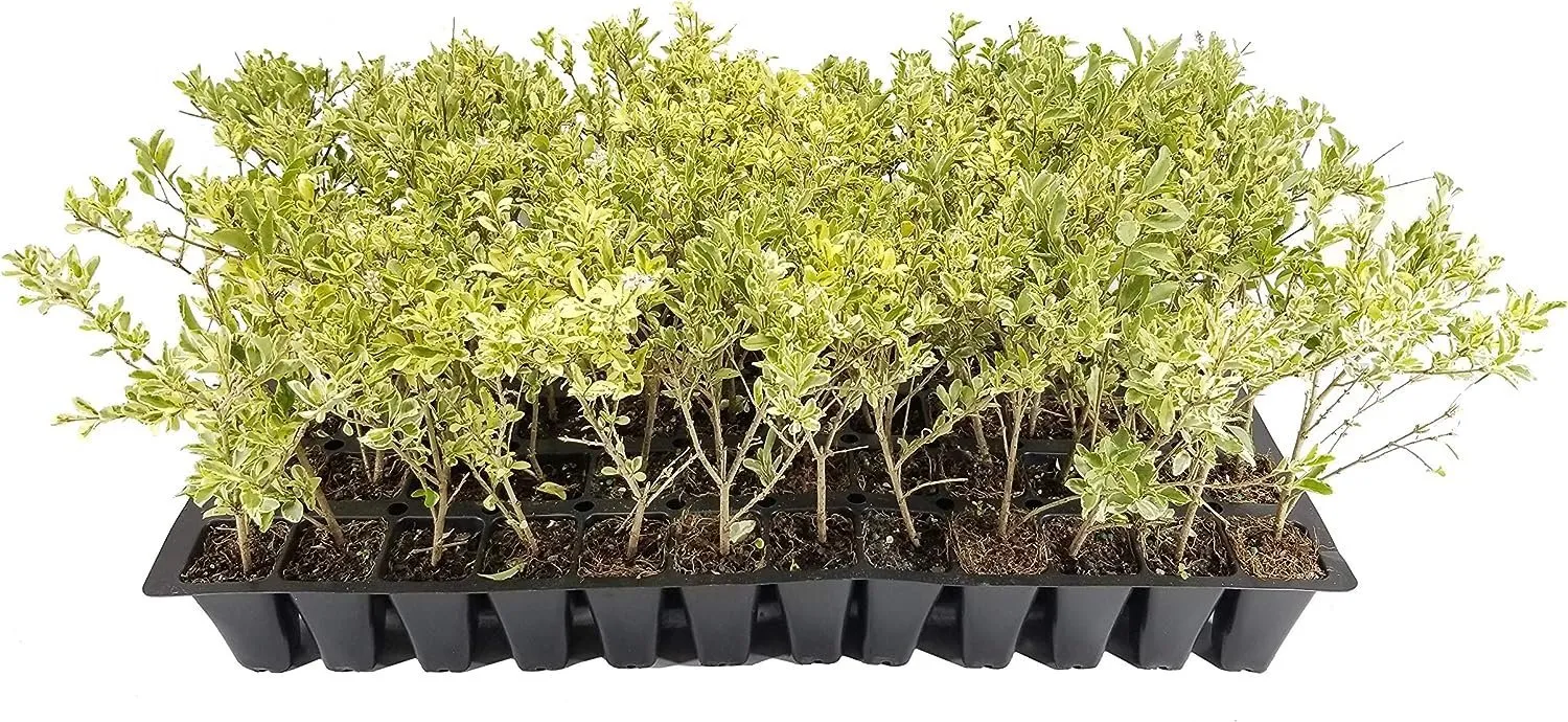 Ligustrum Sinense Variegated Live Plants Chinense Privet Sinense  - £31.98 GBP