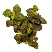 Red Nerve Plant 2 inch Set of 3 Mosaic Red Veined Fittonia Tiny Mini Pixie Plant - £14.48 GBP