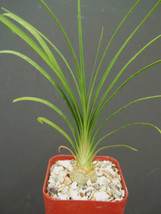 BStore 2&quot;&quot; Pot 2&quot;&quot; Plant Beaucarnea Recurvata Elephant Foot Ponytail Palm Pachyc - £19.83 GBP