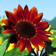 20 Red Sunflower Seeds Turnsole Helianthus Seed Garden Flowers S065 - $4.05