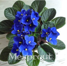 100 pcs Beautiful Plant Bonsai Flower Bonsai African Red Purple Mini Blue Violet - £9.25 GBP
