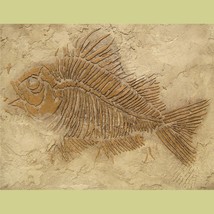 Prehistoric Large Fish Fossil Stencil, DIY Raised plaster stencil - £23.49 GBP