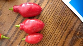 Red Teardrop Manzano Chilie pepper seeds FREE SHIPPING 24 seeds - $3.26