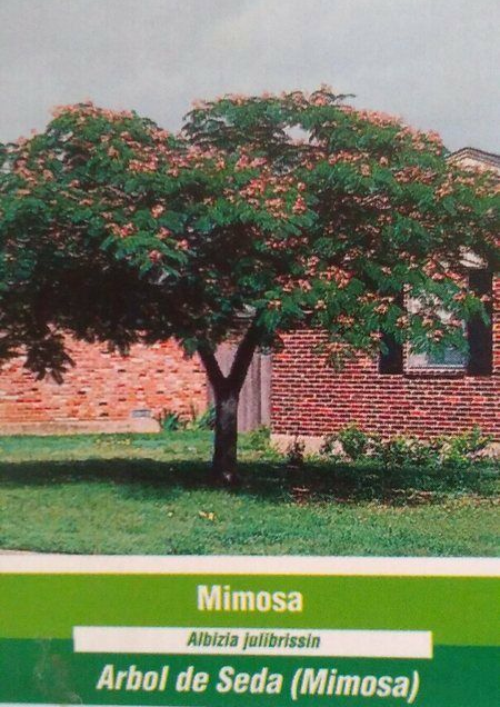 MIMOSA Tree 4-6 Ft Live Flowering Shade Trees BEAUTIFUL Home Silk Tree Plants - $96.95