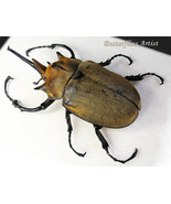 Megasoma Elephas Giant Magnificent Beetle Framed Entomology Collectible ... - $3,701.90 MXN