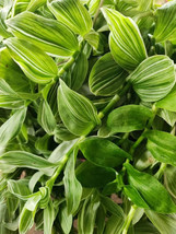 Tradescantia Sanna &#39;White Zebra&#39; Wandering Jew - Albiflora Albovitta - $7.18