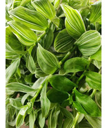 Tradescantia Sanna &#39;White Zebra&#39; Wandering Jew - Albiflora Albovitta - $7.18