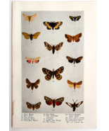 1927 Moths 14 Types Insects Chart Art Plate Color Book Print Wildlife F14C - $366.74 MXN