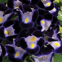 US Seller 20 Deep Blue Torenia Wishbone Annual Flower Seeds Fast Shipping - $16.51