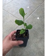 Lemon Tree Citrus Seedling Plant 4" Pot - Started from seed - $17.95