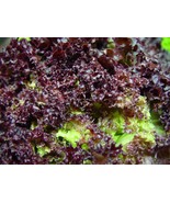 3000 Ruby Leaf Lettuce Red Loose Leaf Heirloom Lactuca Sativa Vegetable ... - $15.10