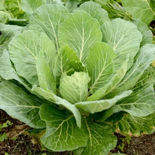 AW 500 Seeds Georgia Southern Collard Greens Vegetable Non Gmo Herb Easy To Grow - £7.50 GBP