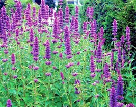 101 Purple Giant Hyssop Seeds Drought Heat Cold Native Wildflower Pollinators - £9.42 GBP