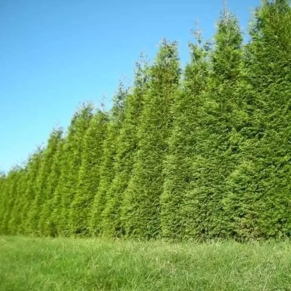 15 Thuja Green Giant Arborvitae Trees 6-12&quot; Tall Live Plants 2.5&quot;s - £118.37 GBP