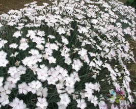 200+ Dianthus Greystone Carnation Seeds - £6.82 GBP