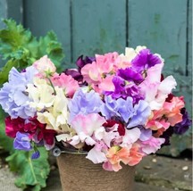 HSE Fragrant Sweet Peas 100 Seeds Royal Family (Lathyrus odoratus) - £11.00 GBP