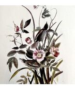 Seaside Sparrow Bird Lithograph 1950 Audubon Antique Art Print DWP6A - $42.03 CAD