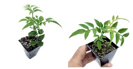 2&quot; Pot Jasminum Polyanthum Fragrant Mini Starter Plant  - £25.63 GBP