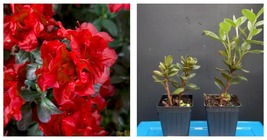 DEEPEST RED ENCORE AUTUMN FIRE Azalea Deciduous Well Rooted STARTER Plant - $60.99
