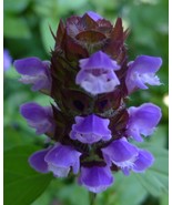 Self Heal - 2 Prunella Plant Seed heads - €12,78 EUR